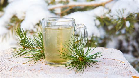 Pine Needle Tea Is The Refreshing Drink You Can Make Without .